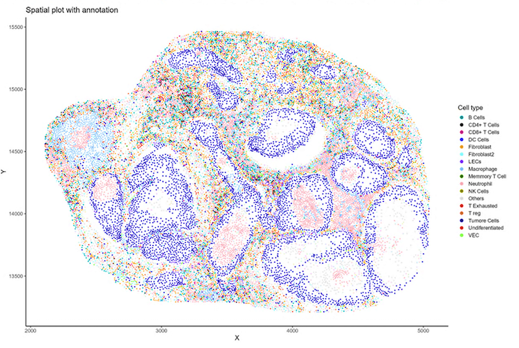 조직 세포 샘플 매핑
